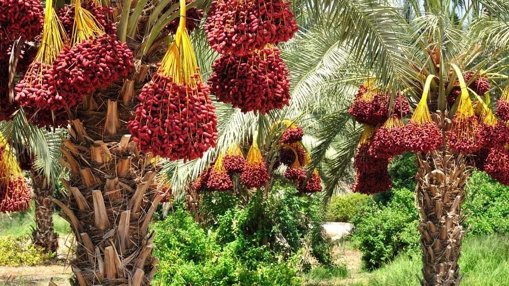 انواع خرما